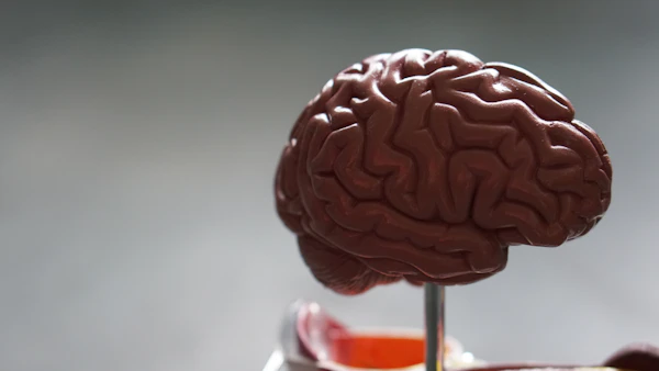 Medical brain anatomy model used in clinical health education and screening